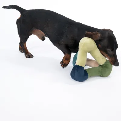Chien teckel noir et feu avec un jouet en peluche multicolore de forme triangulaire sur fond blanc.