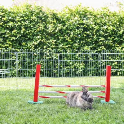 Conejo frente a un obstáculo rojo al aire libre, rodeado por una valla metálica. Adecuado para entrenamiento de agilidad o juegos para conejos.