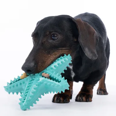 Pes sa hrá s tyrkysovou hviezdicovou hračkou naplnenou malými maškrtami.