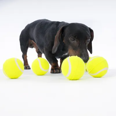 Sort gravhund undersøger fire gule tennisbolde på hvid baggrund.