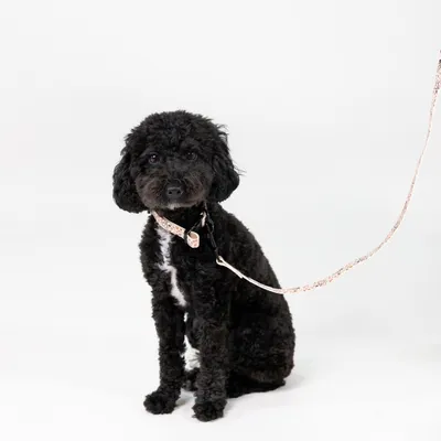 Schwarzer Hund mit einem Halsband und passender Leine in hellem Muster. Produkt zeigt Design und Anwendung des Zubehörs.