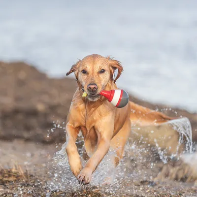 Chien courant dans l’eau avec un jouet flottant rouge, blanc et gris en plastique dans la gueule. Jouet visible pour jeux aquatiques ou de lancer/rapporter.
