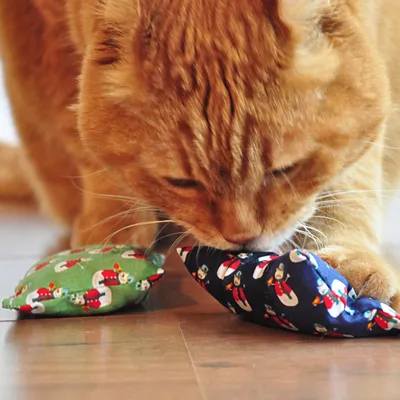 Gatto rosso gioca con due giocattoli di stoffa verdi e blu, decorati con motivi di pupazzo di neve.