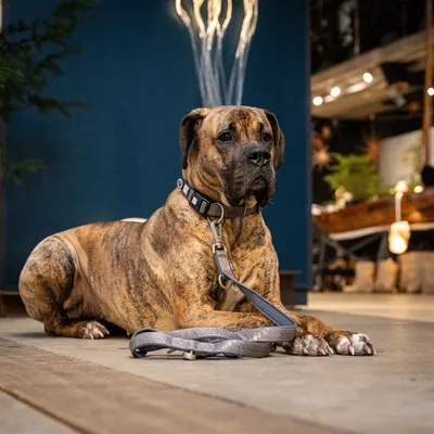 Grote hond met bruin-zwart vacht draagt een zwarte halsband en zit aan een grijze lijn. Lijn ligt op de vloer in een binnenruimte.