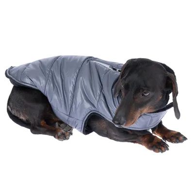 Chien de petite taille portant une veste matelassée grise, fermeture éclair visible sur le dos. Le matériau semble être du tissu synthétique.