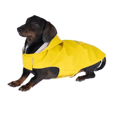 Chien à poil court portant un imperméable jaune avec capuche et fermeture à scratch, vu de profil sur fond blanc. Matière visible : tissu synthétique.