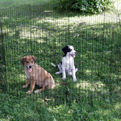 Freistehendes Metallgehege im Garten, geeignet für die sichere Begrenzung von Haustieren. Zwei Hunde sitzen innerhalb des Geheges auf einer grünen Wiese.