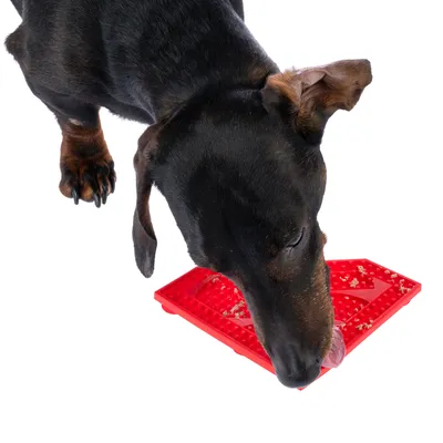 Hond likt voer van een rode likmat met gestructureerd oppervlak.