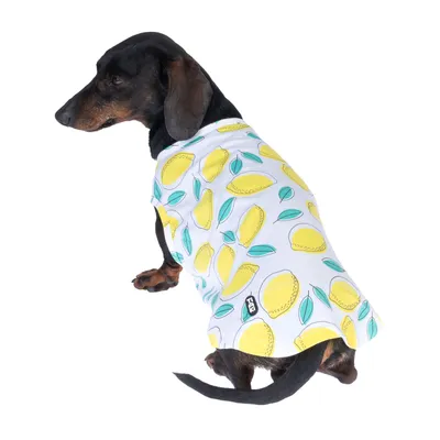 Teckel portant un manteau blanc à motifs citrons jaunes et feuilles vertes, étiquette visible avec texte « FDC » sur le vêtement.