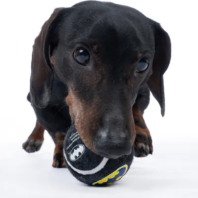 Sort hund leger med en sort tennisbold med Batman-logo.
