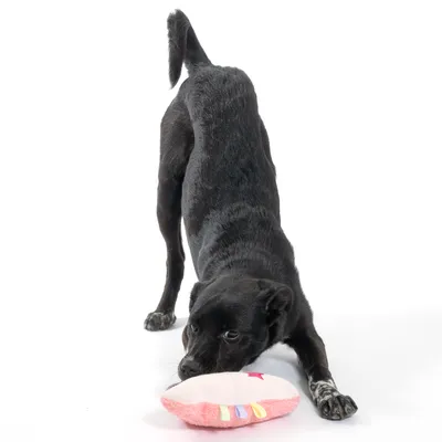 Schwarzer Hund spielt mit einem rosa Stoffspielzeug auf weissem Hintergrund.