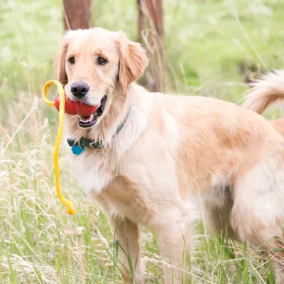 Chien de grande taille tenant un jouet rouge avec corde jaune dans la bouche, debout dans l’herbe. Collier vert visible autour du cou.