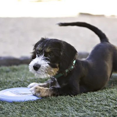 Chien noir et blanc avec collier vert allongé sur de l’herbe synthétique, une patte posée sur un frisbee bleu clair.