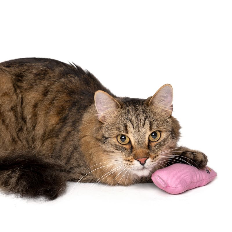 zooplus Basics Katzenspielzeug-Set Kitty mit Katzenminze