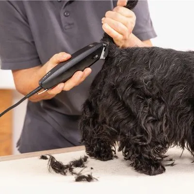 Klippmaskin WAHL® Rex Klippmaskin WAHL® Rex
