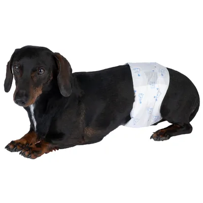 Zwarte hond draagt een witte wegwerpluier met blauwe patronen, geschikt voor incontinentie of hygiëne.