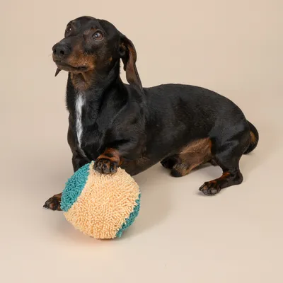 TIAKI Bola de brinquedo para cães