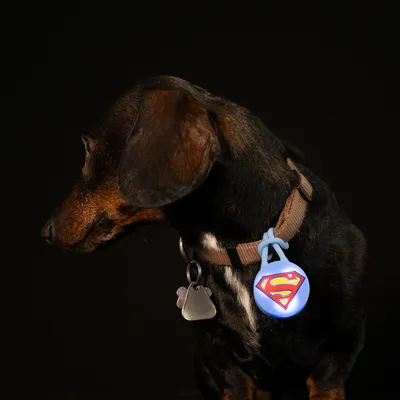 DC Superman nyakörv villogó