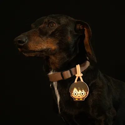 Pendentif lumineux Harry Potter pour chien