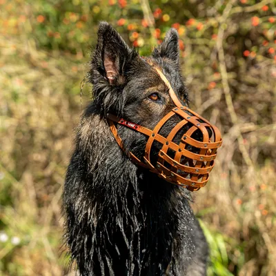 COLORI® 2.0 Maulkorb Schäferhund L, hellbraun