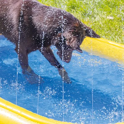 Koira leikkii keltaisessa ja sinisessä suihkutoiminnolla varustetussa vesilelussa puutarhassa.