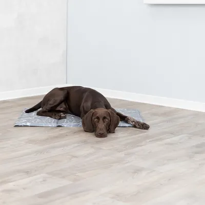 Pies leży na szarej macie chłodzącej z wzorem, odpowiedniej do regulacji temperatury ciała w ciepłą pogodę.