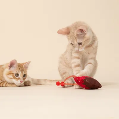 Two young cats playing with a red cat toy shaped like a mouse.