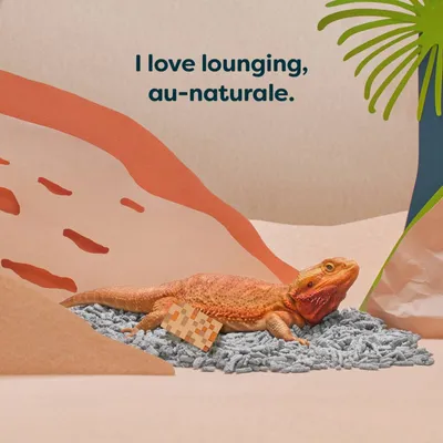 Text in image reads: I love lounging, au-naturale. Shows a reptile lying on grey bedding material in a desert-themed setting.