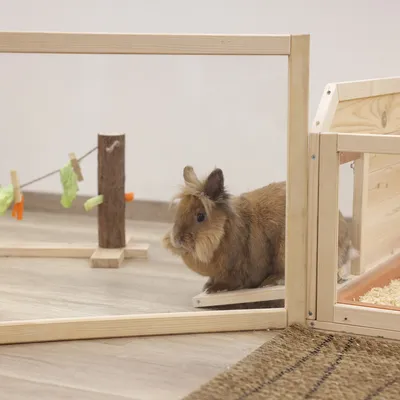 Holzgehege mit Plexiglaswänden, braunes Kaninchen im Gehege. Im Hintergrund Spielzeug aus Holz und Stoff.