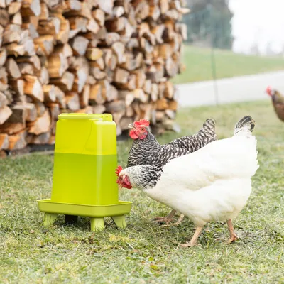 Two chickens drinking from a green plastic water dispenser on grass. Water dispenser with stand feet and carrying handle visible.