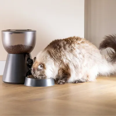 Automatische voerdispenser met zwarte schaal, gevuld met droogvoer. Kat eet uit de schaal.