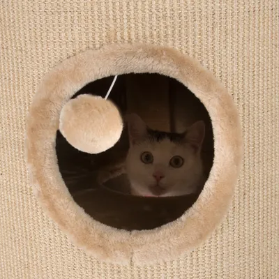 Cat inside a circular opening of a beige scratching post or cat house, with a hanging plush ball toy visible at the entrance.