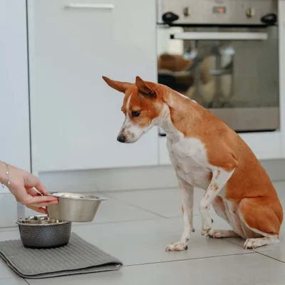 Hond zit voor een voerbak, een hand plaatst een extra bak ernaast. Toont een voersituatie met twee bakken op een mat.