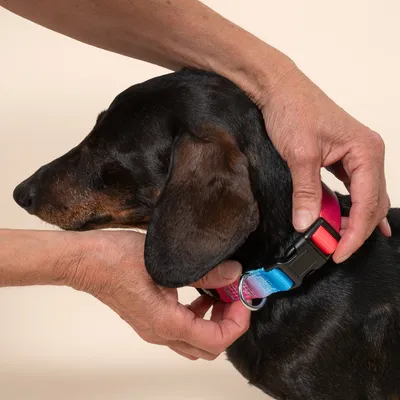 TIAKI obroża Rainbow