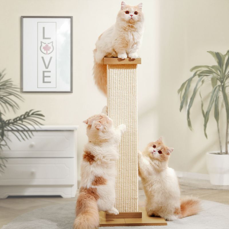 Canadian Cat Company Kratzstamm Kenny