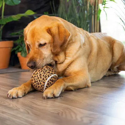 beeztees Hundespielzeug Dschungelball Panther