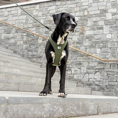 Curli Belka Air-Mesh Pettorina, muschio