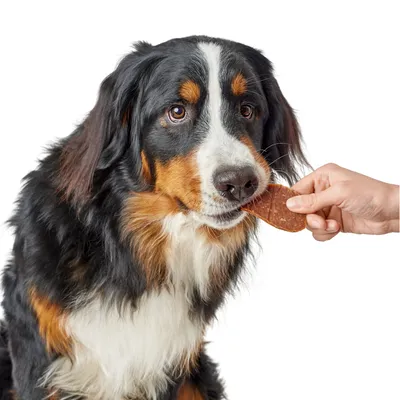 HUNTER friandise  Maxis 75 g