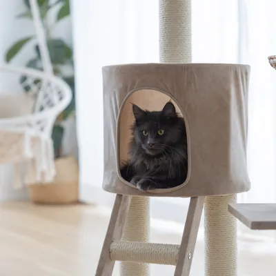 Kerbl Pet Banana Leaf Waxy