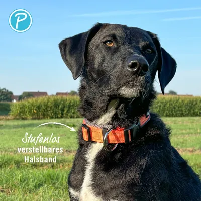 Petlando Outdoor Halsband, orange