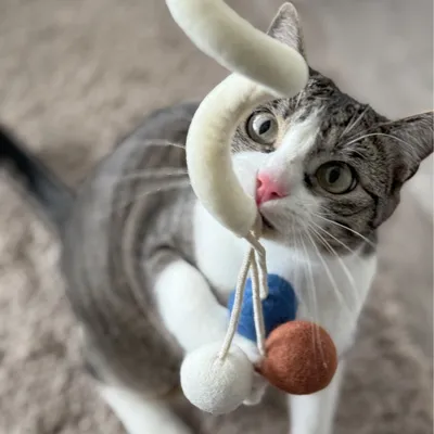 Aumüller Jouet pour chat Loopy Spiral - 1 jouet Aumüller Jouet pour chat Loopy Spiral - 1 jouet