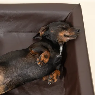 Modern Living Hundebett Tabac
