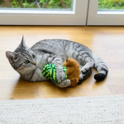 Katze spielt mit grün-gelbem und braunem Plüschspielzeug auf Holzboden vor Fenster. Katze spielt mit grün-gelbem und braunem Plüschspielzeug auf Holzboden vor Fenster.