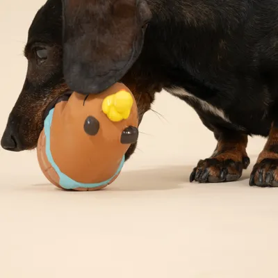 Un chien tient dans sa gueule un jouet rond marron avec des détails jaunes et bleus.
