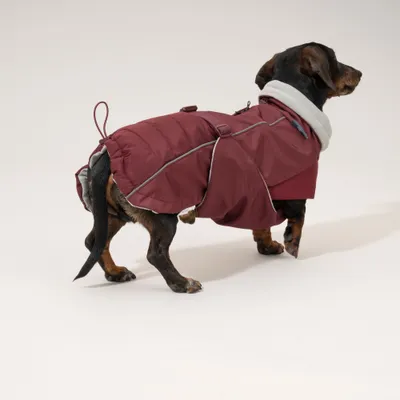 Nomad Tales Spirit Softshell-Hundemantel, burgunderrot Nomad Tales Spirit Softshell-Hundemantel, burgunderrot