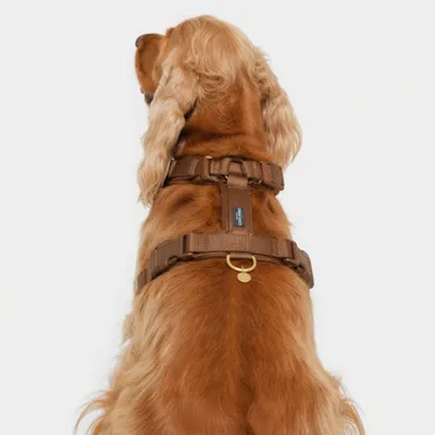Hund trägt braunes Geschirr mit Metallschnalle und D-Ring, Etikett am Rücken sichtbar.