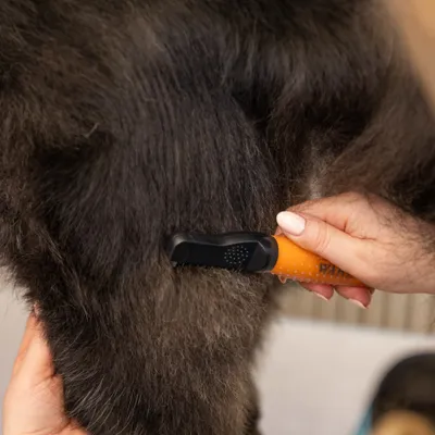 Hand borstelt een dichte, donkere vacht met een oranje vachtborstel. Hand borstelt een dichte, donkere vacht met een oranje vachtborstel.