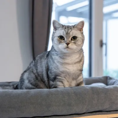 Kerbl Pet Noah IV Ansamblu de cățărat Kerbl Pet Noah IV Ansamblu de cățărat