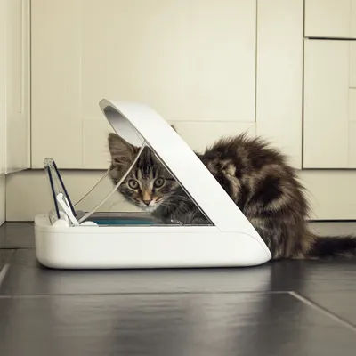 Katzenfutterautomat mit transparentem Deckel, Katze sitzt daneben und schaut hinein.