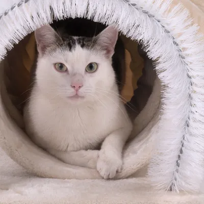 Kat ligt in een beige pluche kattentunnel met witte borstelrand, pootjes zichtbaar aan de voorkant. Materiaal: stof en kunststof borstel.